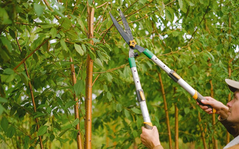 Tree trimming in Albion, IN